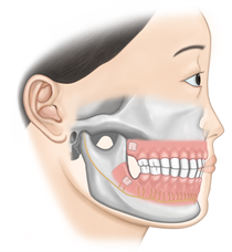 Dental