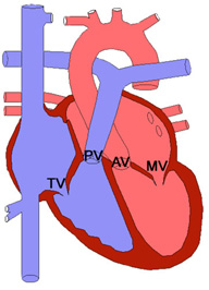The chambers of the heart and connecting blood vessels are labeled - KKH