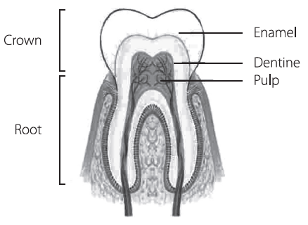 The anatomy of the tooth, accrding to the National Dental Centre Singapore